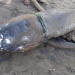 Ket poto: Bangkai lumba-lumba terdampar di Pesisir Pantai Perancak Ket poto: Bangkai lumba-lumba terdampar di Pesisir Pantai Perancak