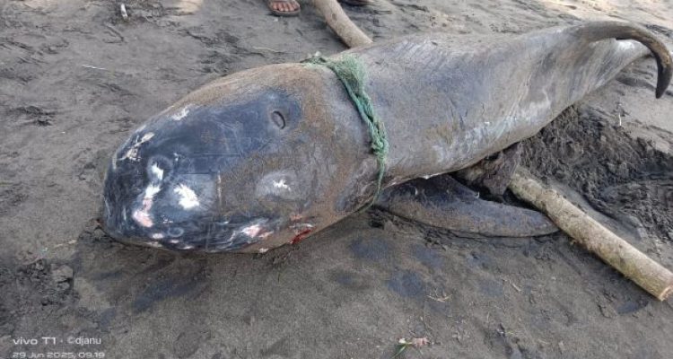 Ket poto: Bangkai lumba-lumba terdampar di Pesisir Pantai Perancak