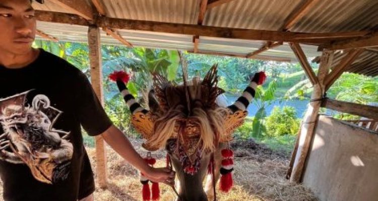 Ket poto: salah satu kerbau yang mati diduga diracun orang tak dikenal Ket poto: salah satu kerbau yang mati diduga diracun orang tak dikenal