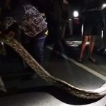 Ket poto: Damkar Jembrana evakuasi ular raksasa yang hadang warga di Desa Tegal Badeng Barat