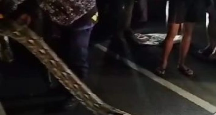 Ket poto: Damkar Jembrana evakuasi ular raksasa yang hadang warga di Desa Tegal Badeng Barat