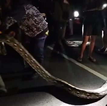 Ket poto: Damkar Jembrana evakuasi ular raksasa yang hadang warga di Desa Tegal Badeng Barat