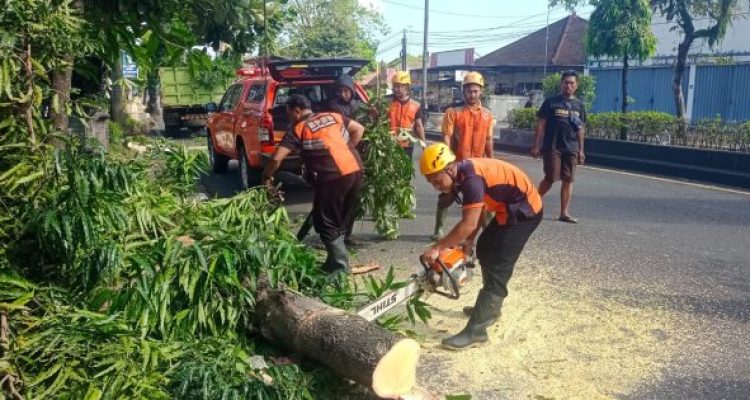 Ket poto: Tim reaksi cepar BPBD Jembrana evakuasi pohon tumbang di jalan udanyana