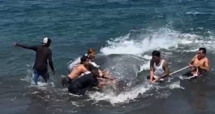 Ket poto: Warga Gilimanuk saat menyelamatkan ikan raksasa yang terdampar di Pantai Lingkungan Asih Ket poto: Warga Gilimanuk saat menyelamatkan ikan raksasa yang terdampar di Pantai Lingkungan Asih