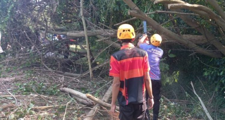 Ket poto: Prtugas membersihkan sisa pohon tumbang di Hutan Cekik