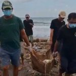 Ket poto: Petuhas BKSDA dan relawan Kurma Asih evakuasi penyu yang ditemukan membusuk di Pantai Perancak