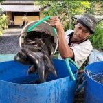 Ket poto: Panen Lele di Rutan Negara, Jembrana