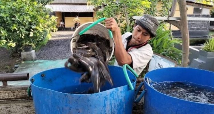 Ket poto: Panen Lele di Rutan Negara, Jembrana Ket poto: Panen Lele di Rutan Negara, Jembrana