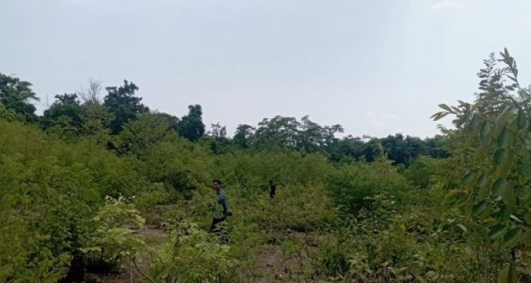 Ket poto: Kawasan Hutan Bali Barat yang di klain KPH Bali Barat