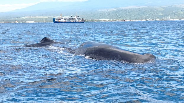 Ket poto: Kondisi Ikan Paus yang terdampar di Perairan Selat Bali