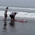 Ket poto: Beberapa warga mencoba mengembalikan paus yang terdampar ke laut Ket poto: Beberapa warga mencoba mengembalikan paus yang terdampar ke laut