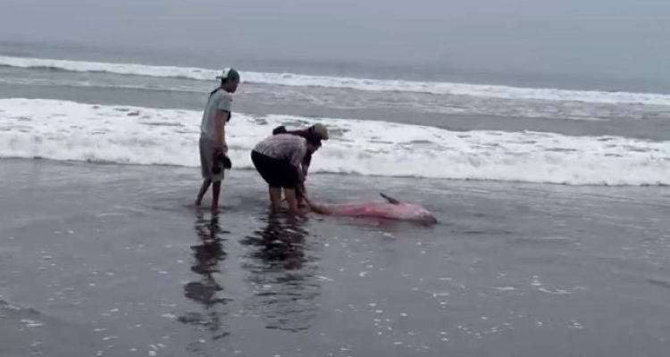 Ket poto: Beberapa warga mencoba mengembalikan paus yang terdampar ke laut