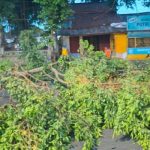 Ket poto: dahan pohon beringin raksasa di depan Puri Negara patah dan tutupi jalan raya