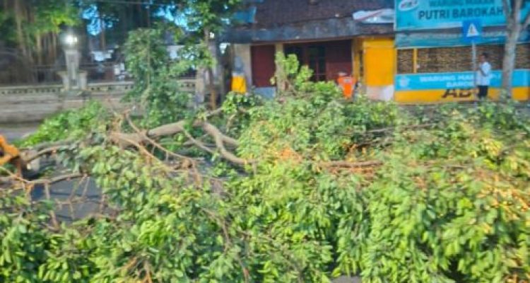 Ket poto: dahan pohon beringin raksasa di depan Puri Negara patah dan tutupi jalan raya