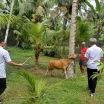 Ket poto: Salah satu ternak sapi yang positif penyakit LSD Ket poto: Salah satu ternak sapi yang positif penyakit LSD