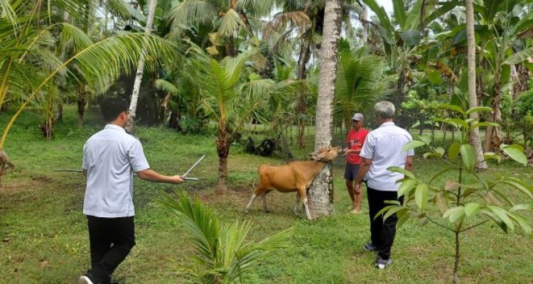 Ket poto: Salah satu ternak sapi yang positif penyakit LSD Ket poto: Salah satu ternak sapi yang positif penyakit LSD