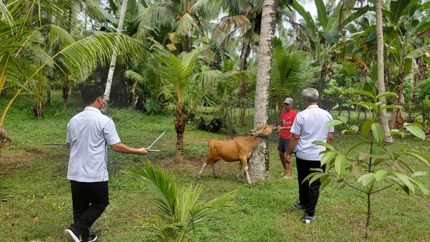 Ket poto: Salah satu ternak sapi yang positif penyakit LSD