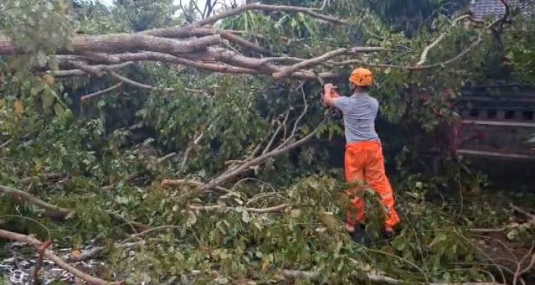 Ket poto: Pohon angsana tumbang nutup jalur nasional di Kelurahan Penyaringan