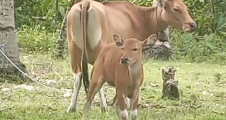 Ket poto: Salah satu ternak sapi yang terkena penyakit LSD di Desa manistutu