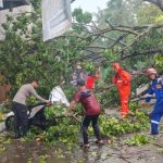Ket poto: Petugas Gabungan evakuasi pohon tumbang di Jalan Kepiting, Kecamatan Banyuwangi.