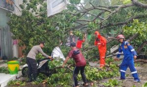 Ket poto: Petugas Gabungan evakuasi pohon tumbang di Jalan Kepiting, Kecamatan Banyuwangi.