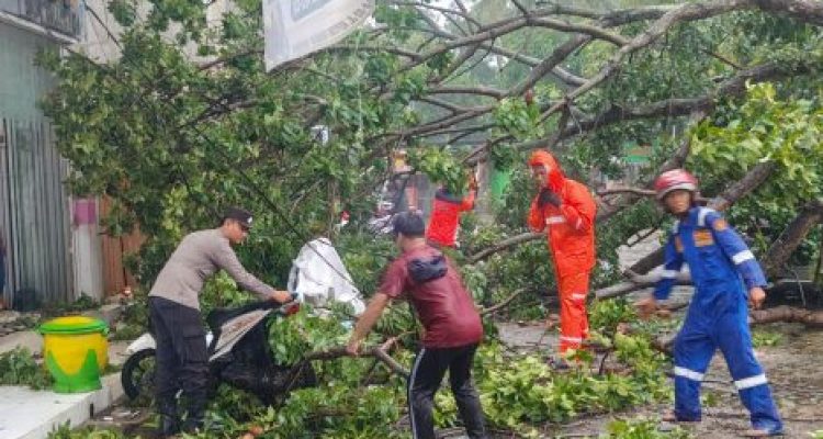 Ket poto: Petugas Gabungan evakuasi pohon tumbang di Jalan Kepiting, Kecamatan Banyuwangi.