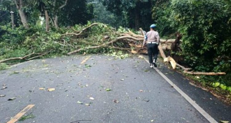 Ket poto: Pohon tumbang di wilayah Hutan Cekik, Ket poto: Pohon tumbang di wilayah Hutan Cekik,