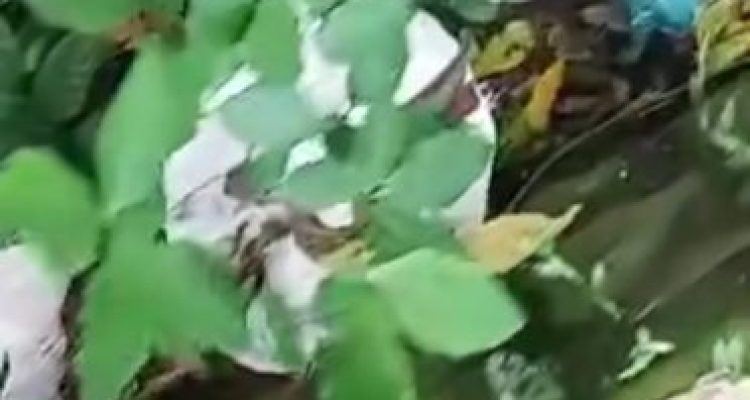 Ket poto: tangkapan layar karung sampah di Banjar Sumbersari, Melaya