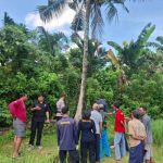 Ket poto: Pohon kelapa tempat korban terjatuh