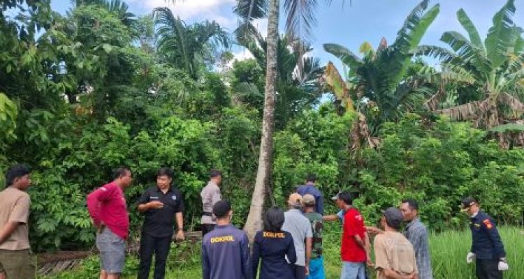 Ket poto: Pohon kelapa tempat korban terjatuh