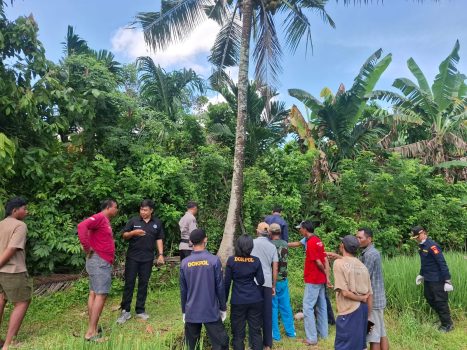 Ket poto: Pohon kelapa tempat korban terjatuh
