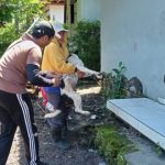 Ket poto: proses vaksinasi rabies di Desa Pohsanten, Mendoyo, Jembrana