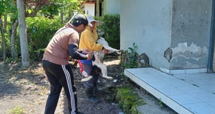Ket poto: proses vaksinasi rabies di Desa Pohsanten, Mendoyo, Jembrana