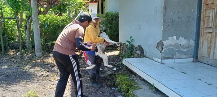 Ket poto: proses vaksinasi rabies di Desa Pohsanten, Mendoyo, Jembrana