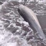 Ket poto: Lumba-lumba hidung botol yang terdampar ditemukan warga Banjar Melaya Pantai