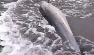 Ket poto: Lumba-lumba hidung botol yang terdampar ditemukan warga Banjar Melaya Pantai