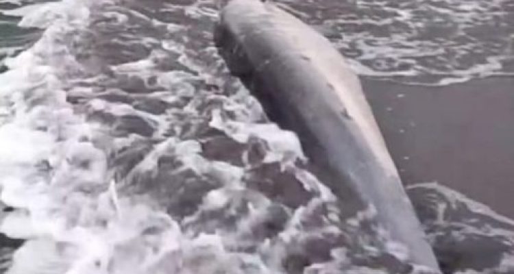 Ket poto: Lumba-lumba hidung botol yang terdampar ditemukan warga Banjar Melaya Pantai