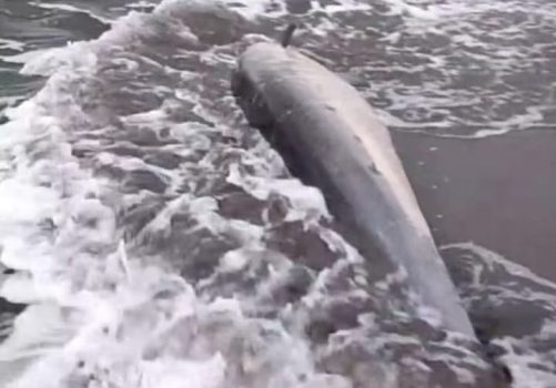 Ket poto: Lumba-lumba hidung botol yang terdampar ditemukan warga Banjar Melaya Pantai