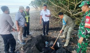 Ket poto: Petugas kubur bangkai penyu Lekang yang terdampar di Pantai Yehembang