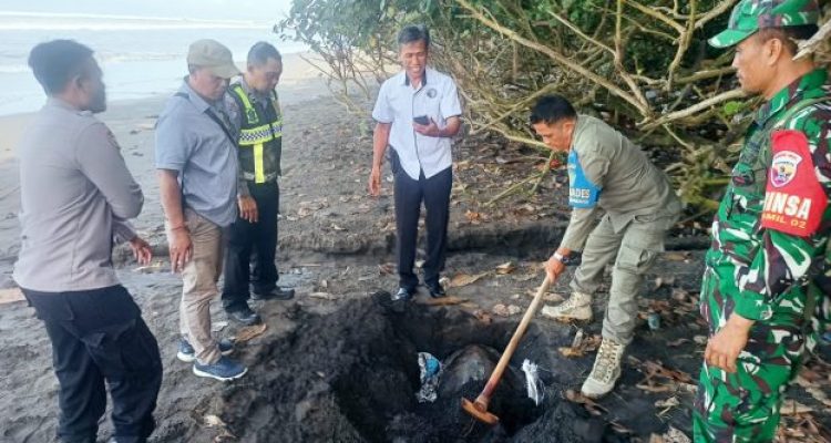 Ket poto: Petugas kubur bangkai penyu Lekang yang terdampar di Pantai Yehembang