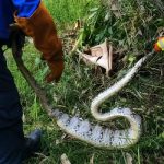 Ket poto: Petugas Damkar amankan ular piton di kebun warga