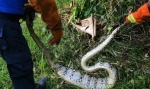 Ket poto: Petugas Damkar amankan ular piton di kebun warga