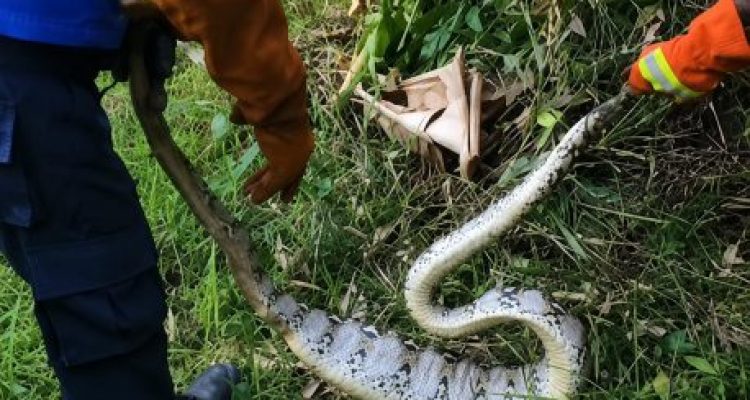 Ket poto: Petugas Damkar amankan ular piton di kebun warga