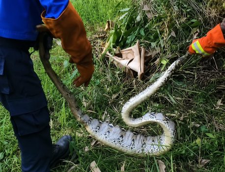 Ket poto: Petugas Damkar amankan ular piton di kebun warga