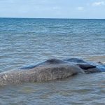 Ket poto: Kondisi bangkai pasu sperma terkena air pasang di Pesisir Pantai Nusasari, Melaya