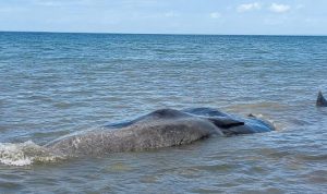 Ket poto: Kondisi bangkai pasu sperma terkena air pasang di Pesisir Pantai Nusasari, Melaya