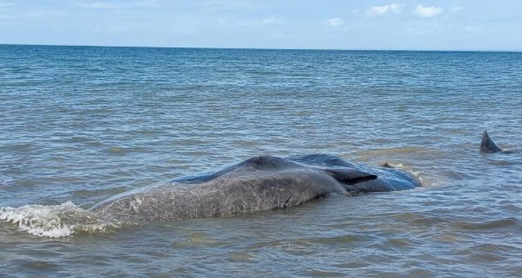 Ket poto: Kondisi bangkai pasu sperma terkena air pasang di Pesisir Pantai Nusasari, Melaya
