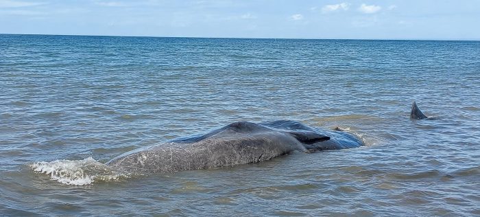 Ket poto: Kondisi bangkai pasu sperma terkena air pasang di Pesisir Pantai Nusasari, Melaya