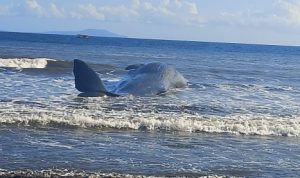 Ket poto: Ikan Paus ditemukan terdampar di Pesisir Pantai Nusasari