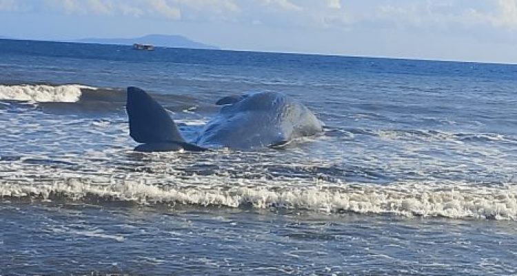 Ket poto: Ikan Paus ditemukan terdampar di Pesisir Pantai Nusasari